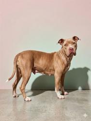 Shelter Stray Female Dog last seen ORTEGA FARMS AND ORTEGA OAKS, 2020 Forest St, Jacksonville, FL 32204, USA