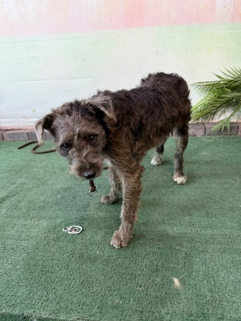 Shelter Stray Unknown Dog last seen , 4275 Elton St, Baldwin Park, CA 91706, USA