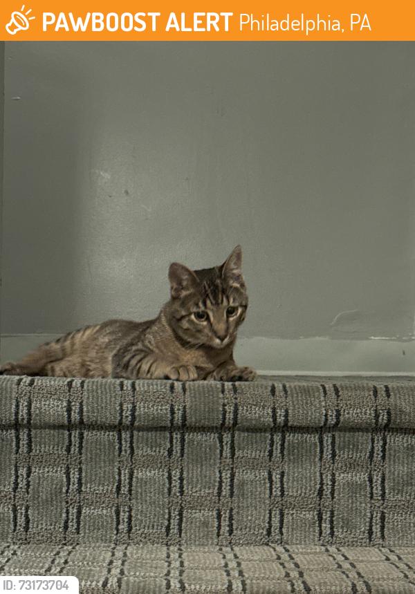 Found/Stray Unknown Cat last seen Mount Airy, Philadelphia, PA 19150