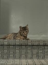 Found/Stray Unknown Cat last seen Mount Airy, Philadelphia, PA 19150