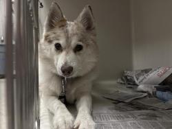 Shelter Stray Female Dog last seen N BRUCE ST & E BONANZA RD, 655 N Mojave Rd, Las Vegas, NV 89101, USA