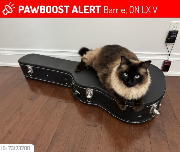 Lost Male Cat last seen Wendat Trail, Barrie, ON L9X 0V4