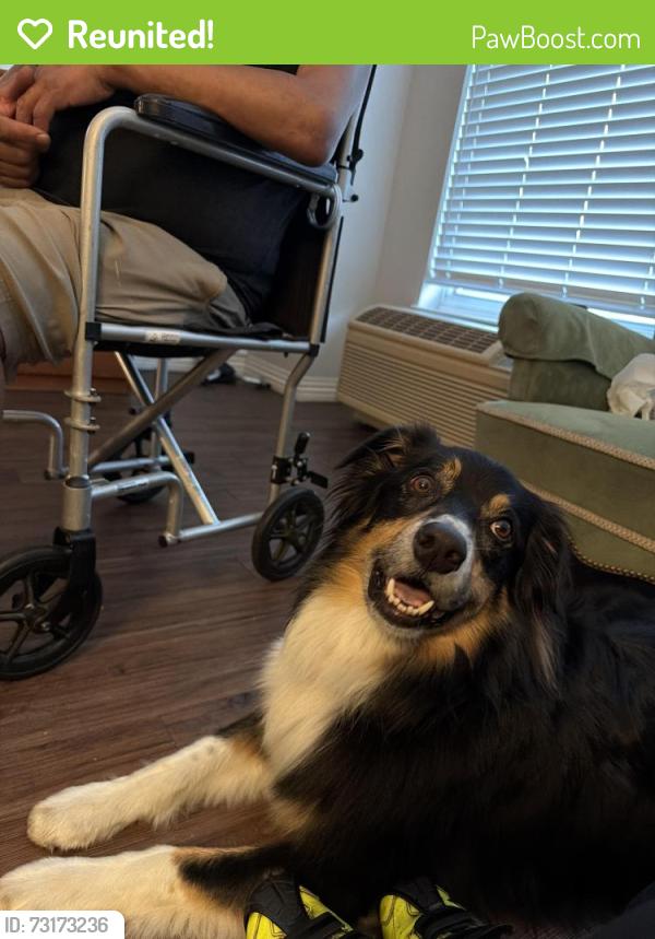 Reunited Male Dog last seen Walgreens Parking lot on El Camino and Flora Vista in Santa Clara, Santa Clara, CA 95051