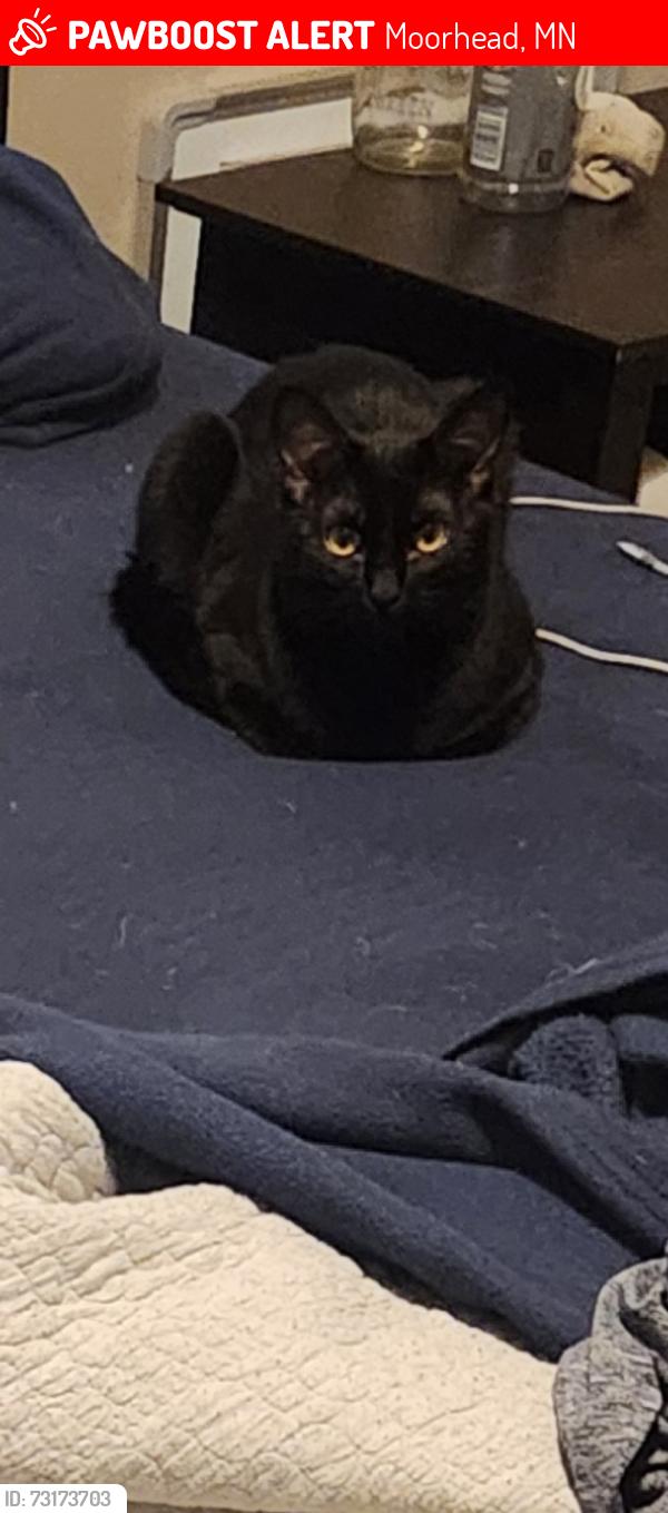 Lost Male Cat last seen Msum, Moorhead, MN 56560