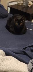Lost Male Cat last seen Msum, Moorhead, MN 56560
