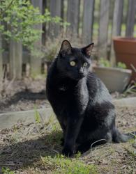 Reunited Male Cat last seen Mahaffey rd, Greenville County, SC 29651
