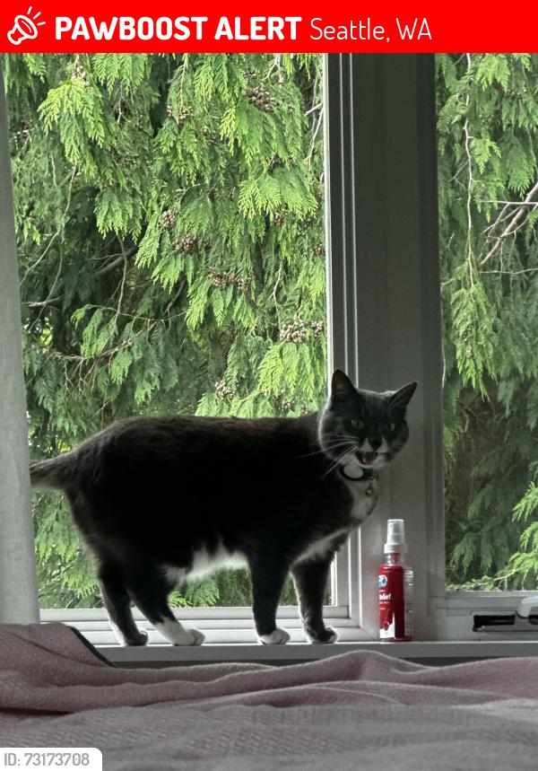 Lost Female Cat last seen Near sw Austin st, Seattle wa, Seattle, WA 98136