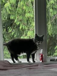 Lost Female Cat last seen Near sw Austin st, Seattle wa, Seattle, WA 98136