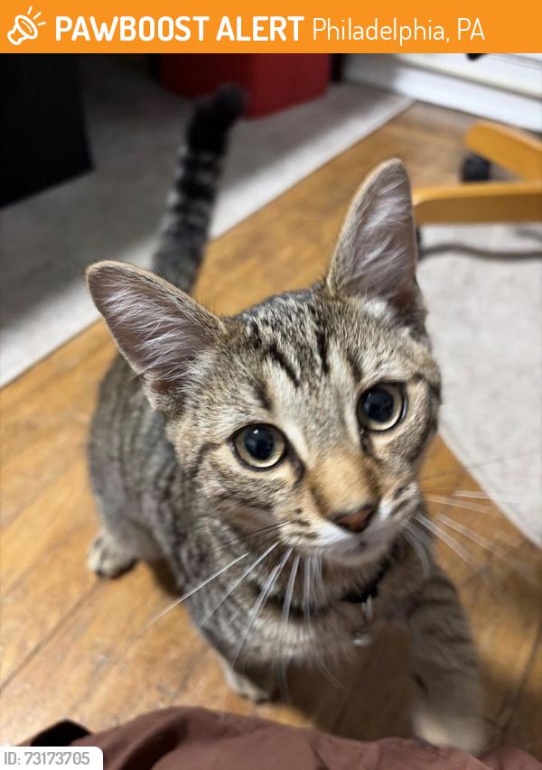 Found/Stray Female Cat last seen Fairmount Bark, Philadelphia, PA 19118