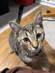 Found/Stray Female Cat last seen Fairmount Bark, Philadelphia, PA 19118