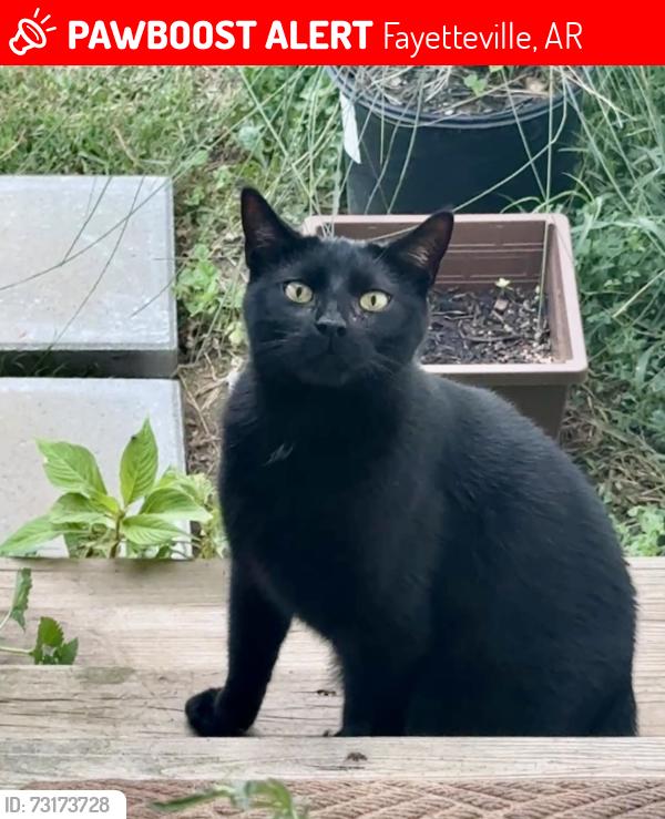 Lost Male Cat last seen S Angels and Cobalt, Fayetteville, AR 72701