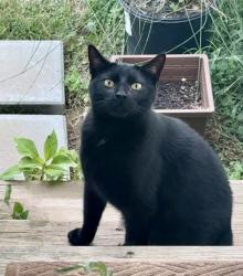 Lost Male Cat last seen S Angels and Cobalt, Fayetteville, AR 72701