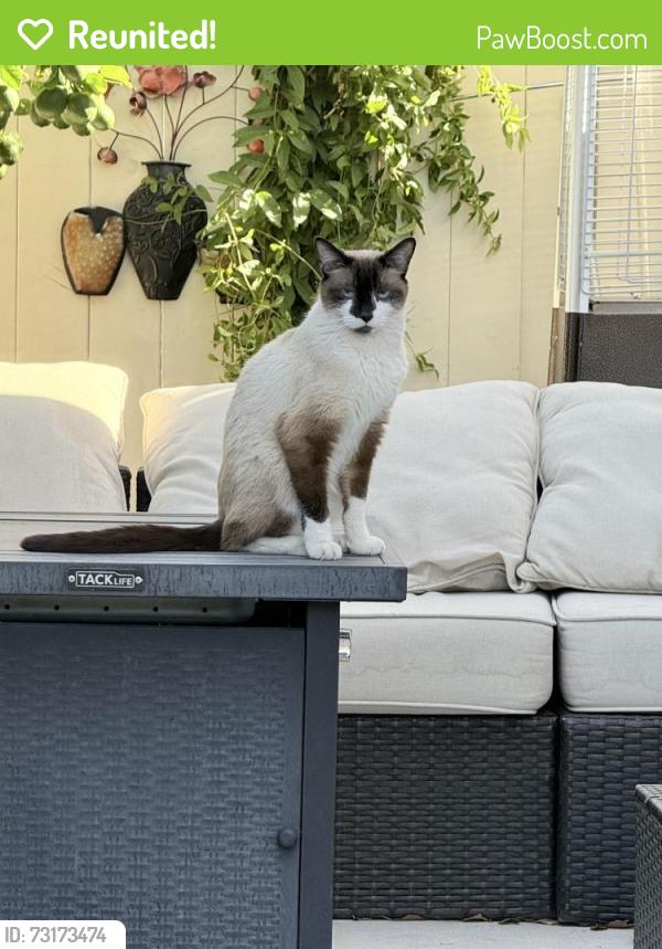 Reunited Male Cat last seen Warm spring and Fort Apache, Las Vegas, NV 89148