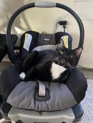 Reunited Male Cat last seen Mahaffey rd, Greenville County, SC 29651