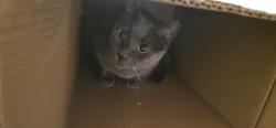 Lost Female Cat last seen Unser and Bob McCannon area, Lost location was from Bixby st, Albuquerque, NM 87120