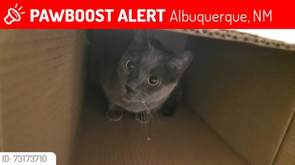 Lost Female Cat last seen Unser and Bob McCannon area, Lost location was from Bixby st, Albuquerque, NM 87120