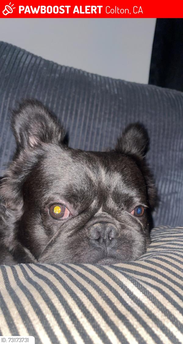 Lost Male Dog last seen Near E Olive Street, Colton, CA 92324
