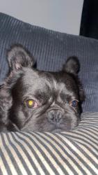 Lost Male Dog last seen Near E Olive Street, Colton, CA 92324