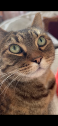 Reunited Female Cat last seen Whispering Leaves/Avenue of the Oaks, Santa Clarita, CA 91321