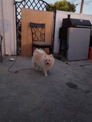 Reunited Unknown Dog last seen Compton, Compton, CA 90220