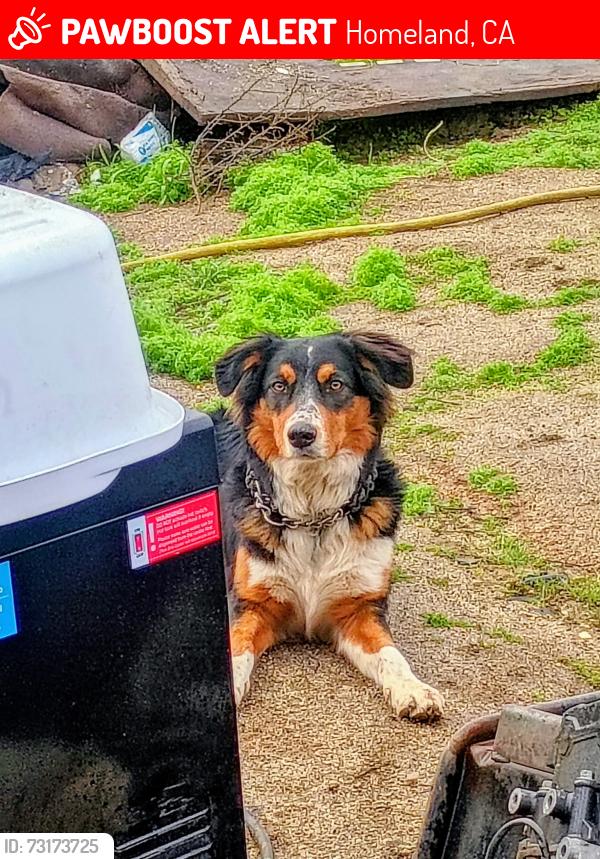 Lost Male Dog last seen Ruth ln and gibbar rd, Homeland, CA 92548