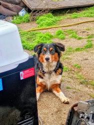 Lost Male Dog last seen Ruth ln and gibbar rd, Homeland, CA 92548