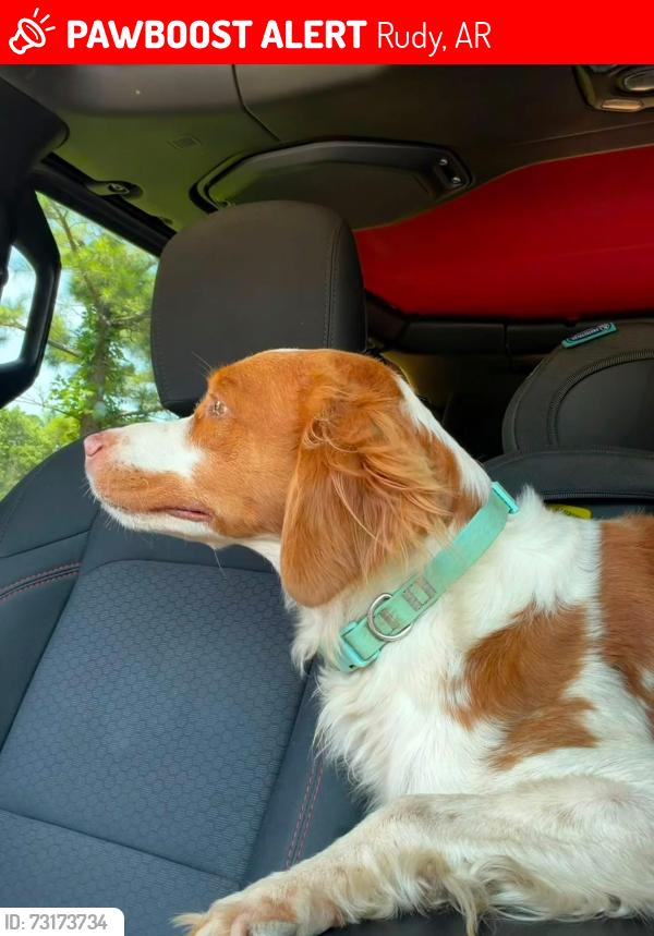 Lost Male Dog last seen Old 81 loop and the end of Lancaster Road in Rudy, Rudy, AR 72952