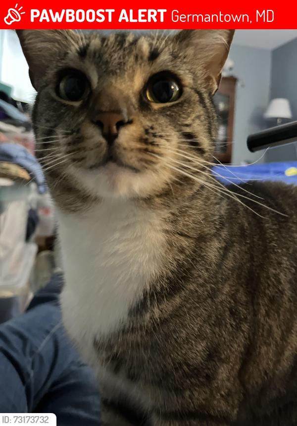 Lost Male Cat last seen Walnut Creek Ct near Waring Station, Germantown, MD 20874