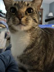 Lost Male Cat last seen Walnut Creek Ct near Waring Station, Germantown, MD 20874