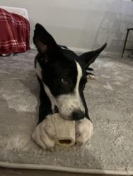 Found/Stray Male Dog last seen On dirt road near 155 Lee Road 64, Auburn AL, Auburn, AL 36830