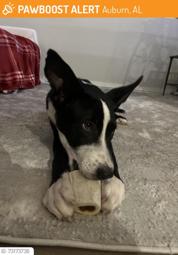 Found/Stray Male Dog last seen On dirt road near 155 Lee Road 64, Auburn AL, Auburn, AL 36830