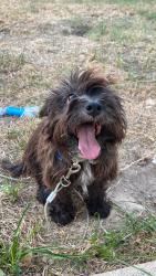 Reunited Male Dog last seen Keystone Green Drive, Houston, TX 77433