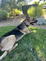 Reunited Male Dog last seen Payton st and Edison St, Arden-Arcade, CA 95821