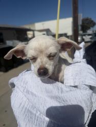 Reunited Female Dog last seen Near W 142nd St, Hawthorne, CA 90250