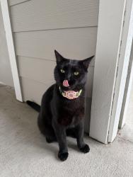 Reunited Unknown Cat last seen SE Market & Caesar E Chavez Blvd., Portland, OR 97214