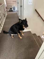 Reunited Male Dog last seen Rigert and sw 181st, Beaverton, OR 97007