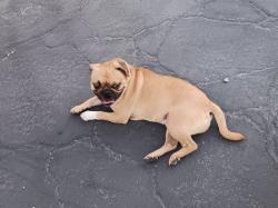 Reunited Male Dog last seen Valley blvd crossing Hemlock ave, Fontana, CA 92335