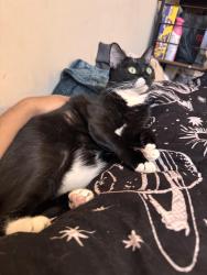 Reunited Female Cat last seen Near Chanslor Ave, Bell, CA 90201, USA, Bell, CA 90201