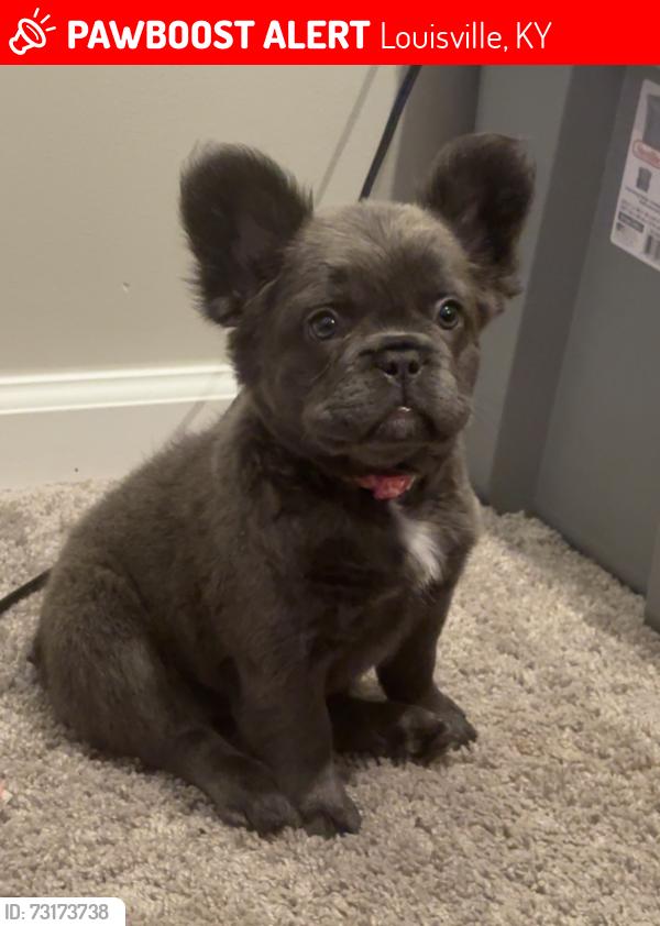 Lost Female Dog last seen 18th Street and Lytle Street, Louisville, KY 40203