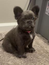 Lost Female Dog last seen 18th Street and Lytle Street, Louisville, KY 40203