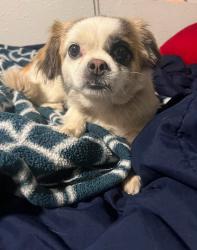 Reunited Female Dog last seen Hogan and Palmquist, Gresham, OR 97080