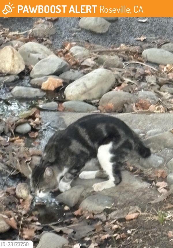 Found/Stray Unknown Cat last seen Diamond oaks park near basketball court, Roseville, CA 95678