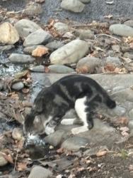 Found/Stray Unknown Cat last seen Diamond oaks park near basketball court, Roseville, CA 95678