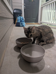 Found/Stray Female Cat last seen McGuiness Ferry, Suwanee, GA 30024