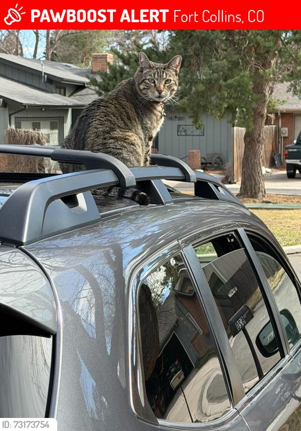 Lost Male Cat last seen Hampshire and Drake, Fort Collins, CO 80526