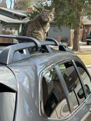 Lost Male Cat last seen Hampshire and Drake, Fort Collins, CO 80526