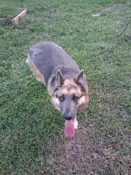 Found/Stray Female Dog last seen SW 104th ST, Oklahoma City, OK 73129