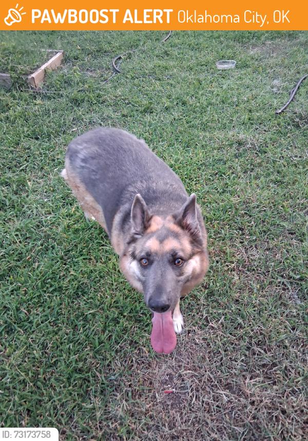 Found/Stray Female Dog last seen SW 104th ST, Oklahoma City, OK 73129