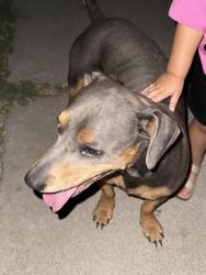 Found/Stray Male Dog last seen La Cadena and Bordwell, Colton, CA 92410
