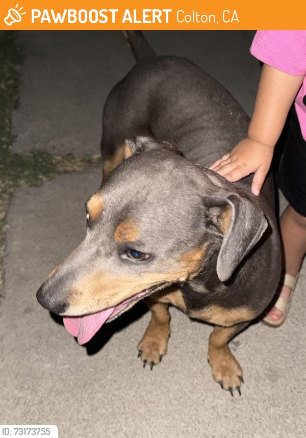 Found/Stray Male Dog last seen La Cadena and Bordwell, Colton, CA 92410